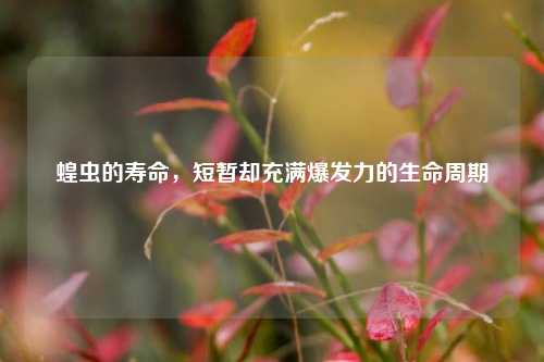 蝗虫的寿命，短暂却充满爆发力的生命周期